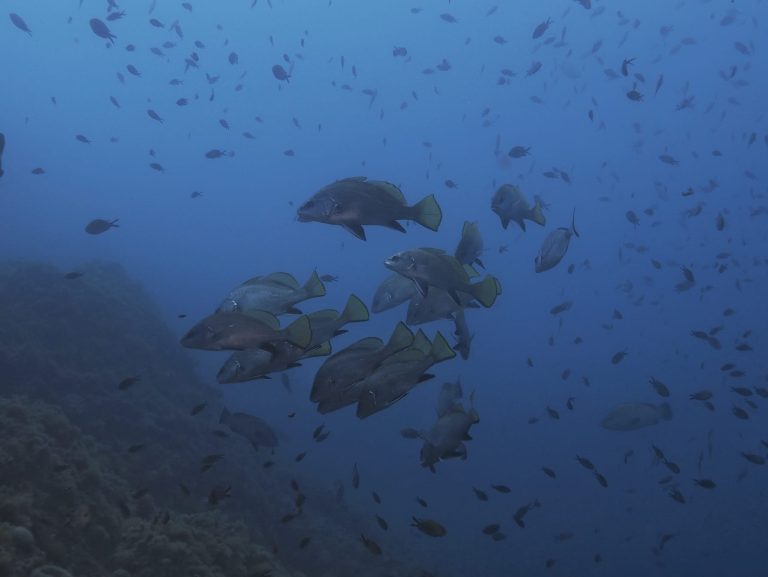 Marine Ecology