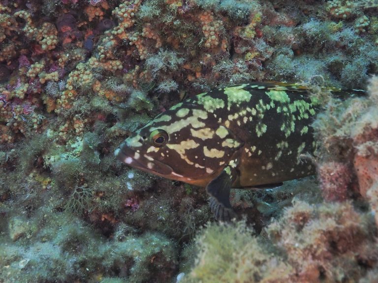 Fish Identification