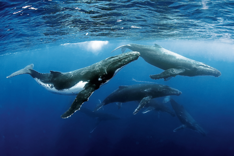Dolphin & Marine Mammals Ecology