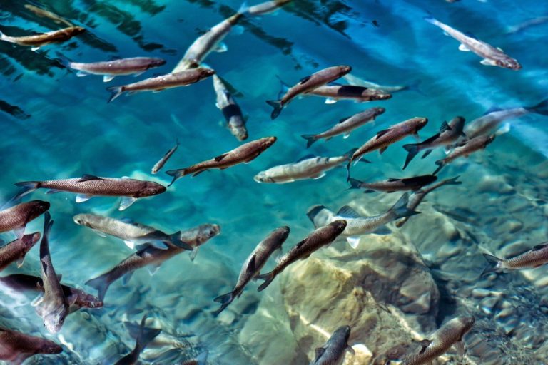 Freshwater Ecology