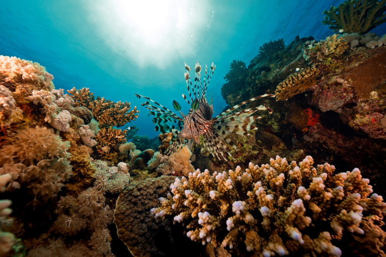 Ecological Program