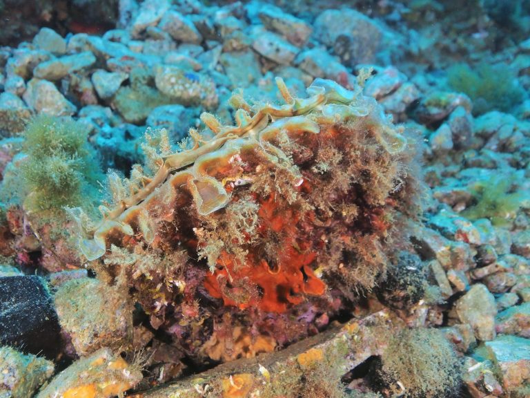 Nudibranchs Ecology