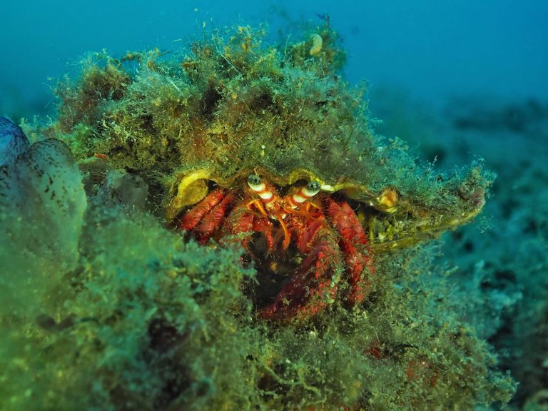 Marine Invertebrates Ecology
