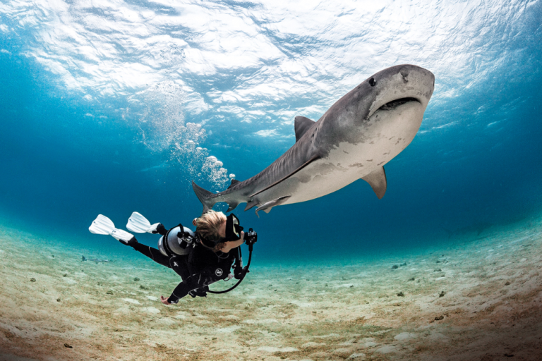 Computer Diving