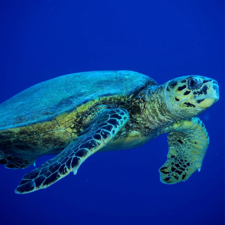 Sea Turtle Ecology